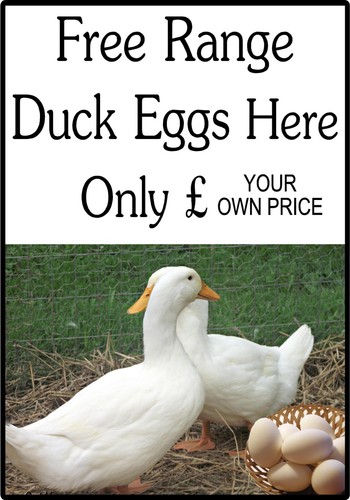 Duck eggs sign chicken - duck,