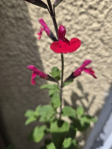 Salvia jezebel litre pot - 1,