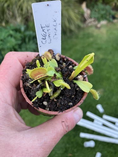 Venus fly trap - venus, dionaea