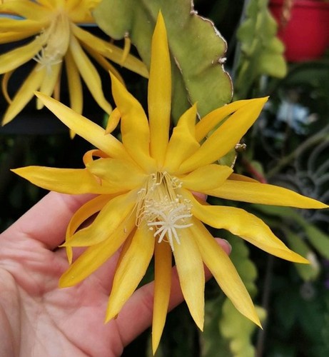 Epiphyllum orchid cactus - epiphyllum,