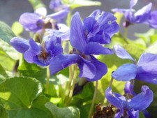 Lilac Sweet Violet - Viola