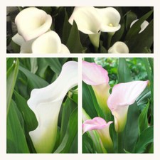 Zantedeschia Calla Lily