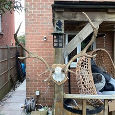 Stag Antlers On Hardwood Shield. 83cm Wide, 75cm Tall Ant12