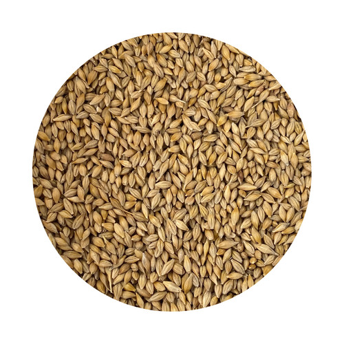 Barley grass seed 5kg - barley,