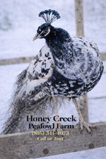 *12* Rare Peafowl Peacock