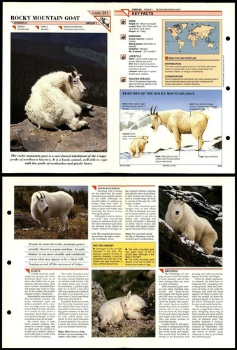 Rocky mountain goat 281 - rocky,