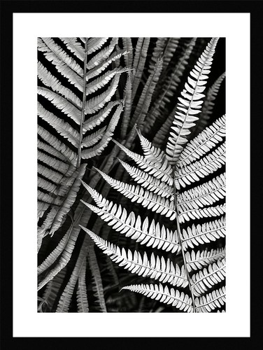 Stunning fern fronds print - fern,