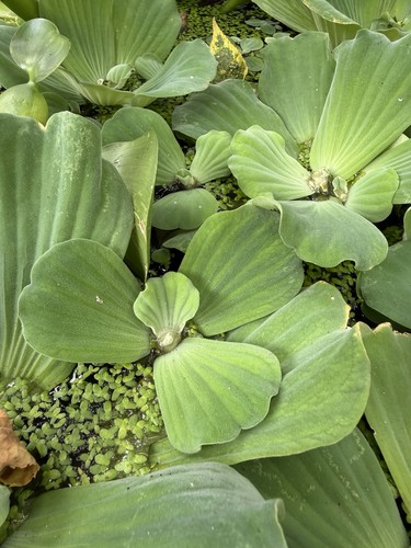 Water lettuce cuttings live - 10+water,