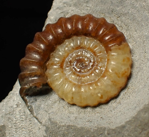 Large calcite promicroceras - large,
