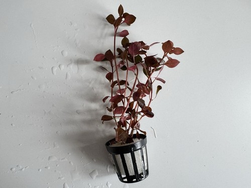Ludwigia repens super - ludwigia, ‘super