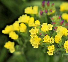 150x Yellow Statice Seeds –