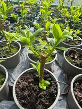 Forsythia Lynwood 9cm x3 pack