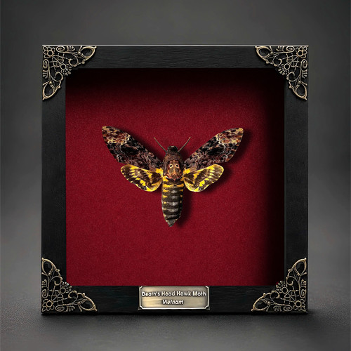 Death head moth - head,
