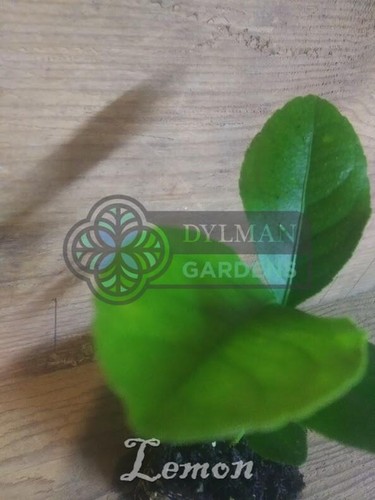 Eureka lemon tree - eureka,