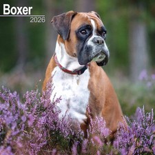 Boxer Calendar 2026 - Dogs -