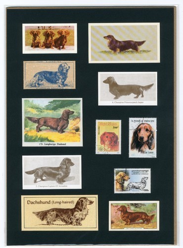 Dachshund long haired mounted - dachshund,