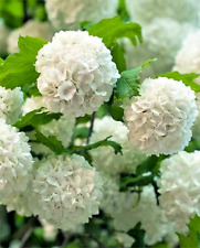 Viburnum Opulus (Roseum) Snowball Tree XXL 3Lt pot 40cm Shrub Plant To Your Door