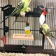  Hamster Springboard Large