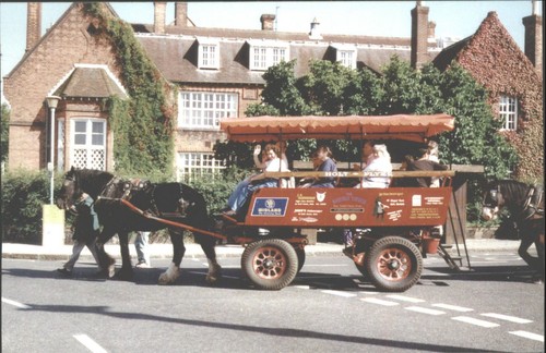 Holt flyer horse - holt,