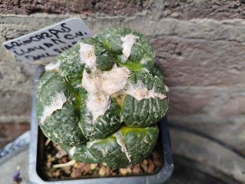 Ariocarpus lloydii ball - ariocarpus, lloydii,