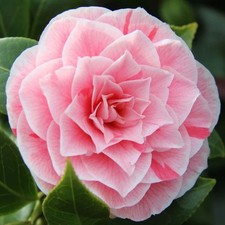 Camellia Japonica Bonomiana Evergreen Flowering Hardy Garden Shrub Plant in Pot