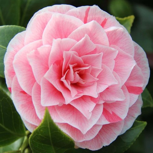 Camellia japonica bonomiana - camellia,
