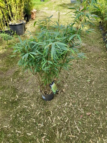 Robusta formidable bamboo - robusta,