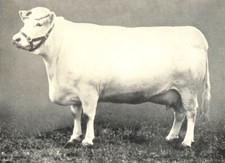 CATTLE. Shorthorn Cow "White