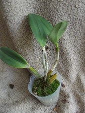 Rare Cattleya Crystelle Smith