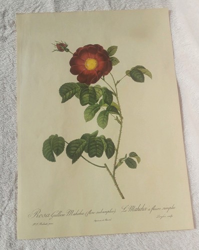 Pierre joseph redoute - pierre,