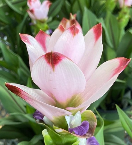 Imported siam tulip curcuma - imported,
