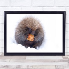 Landscape Porcupine Nature