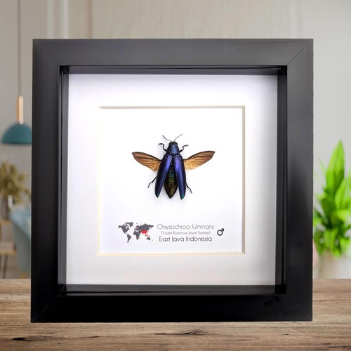 Framed chrysochroa fulminans - chrysochroa,