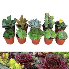 10 Sempervivum Succulent Plant