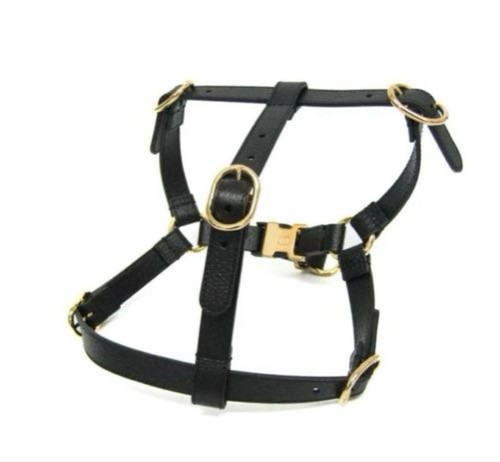 Gucci harness dog - logo, pet
