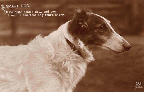 Smart dog eas borzoi - eas, russian