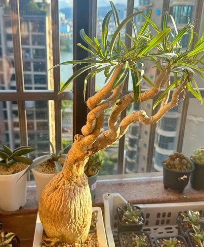 12cm adenium obesum - 12cm,