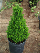 Mini christmas tree - christmas,