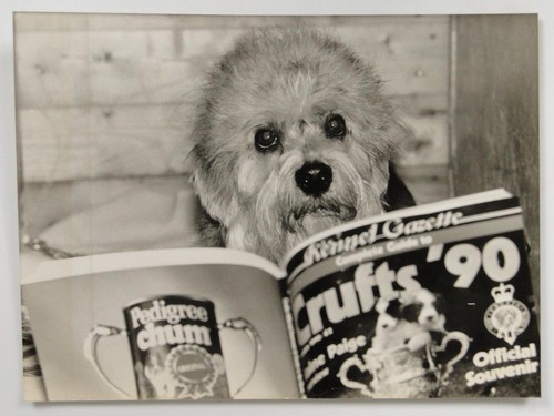 Dandy dinmont terrier pepe - dandy,