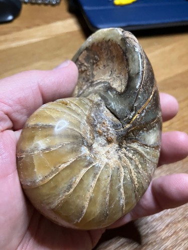 Beautiful nautilus fossil - beautiful, 500