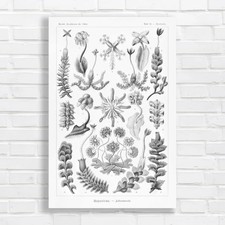 Botanical Illustration