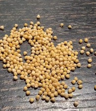 Dorstenia gigas    S eeds