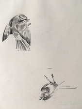 Original Eileen Soper drawing of Birds. Chris Beetles Stamp. Enid Blyton Artist