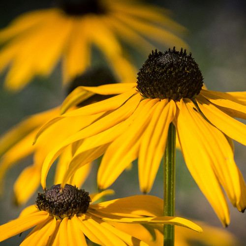 Plug plants rudbeckia - 3,