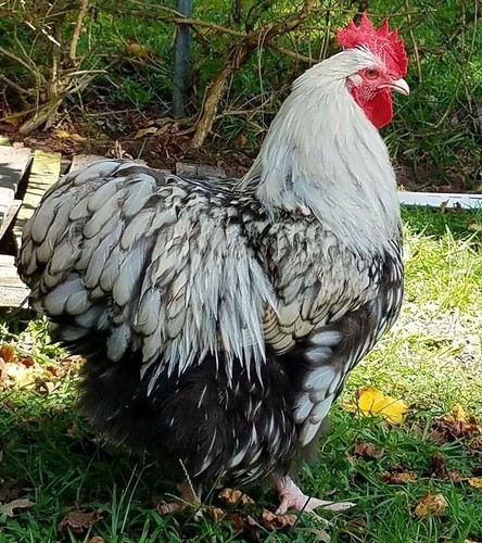Hatching eggs english - -,