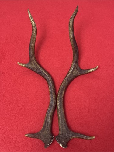 Pair red deer - antlers, 440g