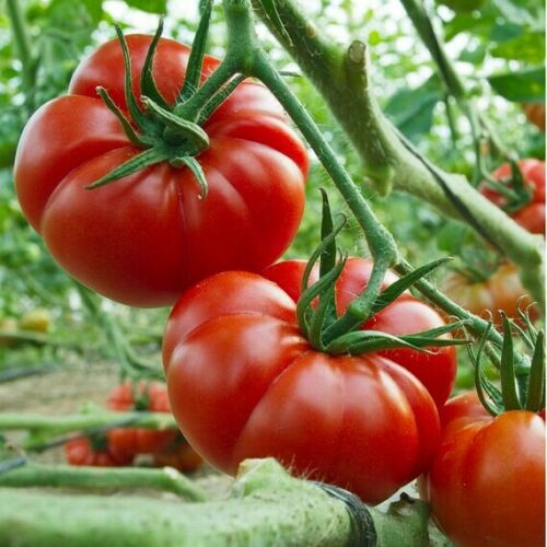 100 genuine marmande - 🌼, 100%