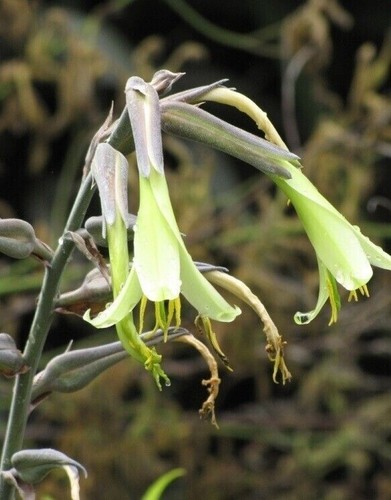 Puya mirabilis bromeliad - -,