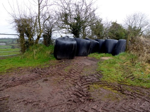 Photo 6x4 silage bales - photo,