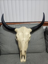 Bison Skull Large Animal